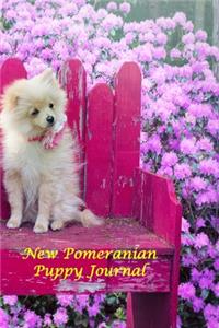 New Pomeranian Puppy Journal