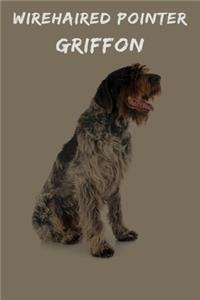 Wirehaired Pointer Griffon