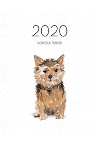 2020 Norfolk Terrier