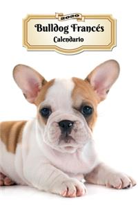 2020 Bulldog Francés Calendario