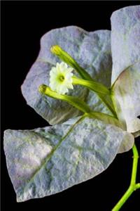 Bougainvillea Blossom Isolated Journal