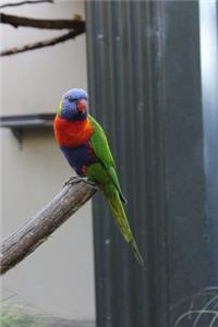 Single Rainbow Lorikeet Journal