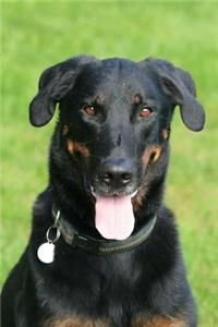 Beauceron Notebook