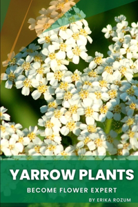 Yarrow Plants