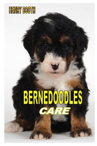 Bernedoodles Care