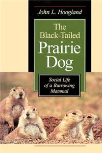 Black-Tailed Prairie Dog