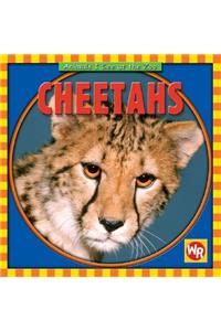 Cheetahs