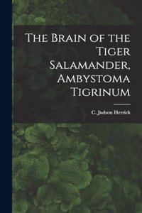 Brain of the Tiger Salamander, Ambystoma Tigrinum