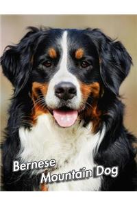 Bernese Mountain Dog: Composition Book 150 pages 8.5 x 11 in. Wide Ruled Writing Notebook Lined Paper Soft Cover Plain Journal