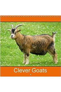 Clever Goats 2018