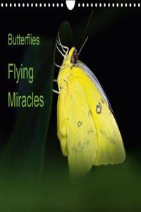 Butterflies, flying miracles 2018