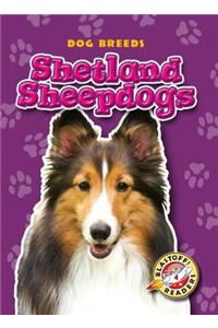 Shetland Sheepdogs