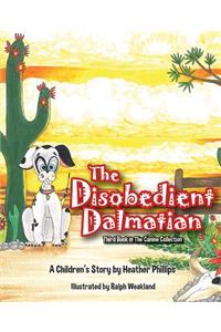 Disobedient Dalmatian