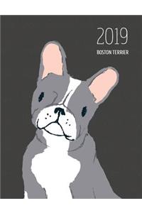 2019 Boston Terrier