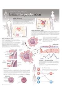 Human Reproduction Wall Chart