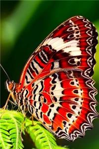 Gorgeous Butterfly Up Close Summertime Journal