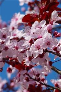 Almond Blossoms and Blue Skies Journal