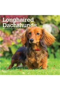 Dachshunds, Longhaired 2020 Square Wall Calendar