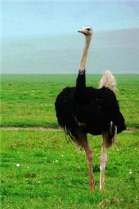 Ostrich Notebook