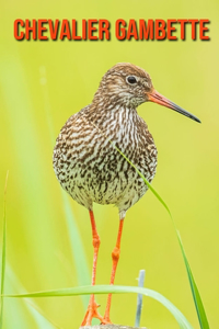 Chevalier Gambette