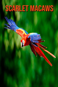 Scarlet Macaws