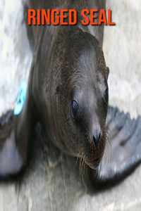 Ringed Seal