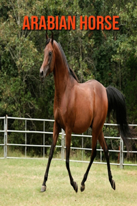 Arabian Horse