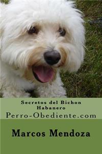Secretos del Bichon Habanero