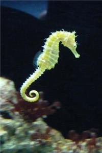 The Seahorse Journal