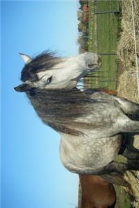 The Bashkir Curly Horse Journal