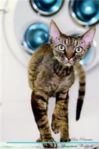 Devon Rex Affirmations Workbook Devon Rex Presents