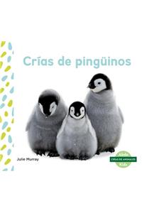 Crias de Pinguinos (Penguin Chicks)