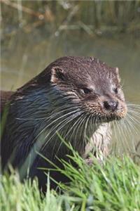 River Otter Checking Things Out Journal