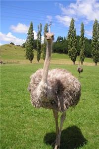A Charming Ostrich Standing in the Grass Journal
