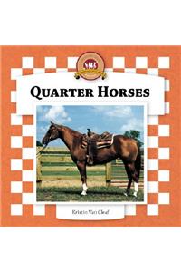 Quarter Horses