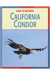 California Condor