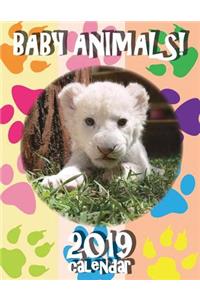 Baby Animals! 2019 Calendar
