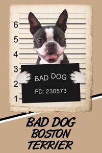 Bad Dog Boston Terrier