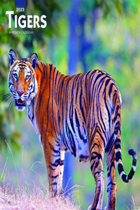 Tigers 2023 Square