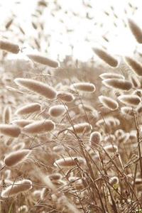 Dune Grass Hare's Tail Journal