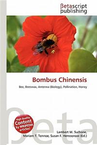 Bombus Chinensis