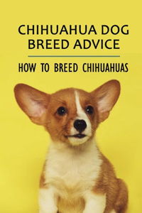 Chihuahua Dog Breed Advice
