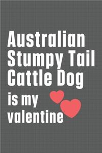 Australian Stumpy Tail Cattle Dog is my valentine