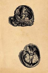 Anatomy Notebook: Andreas Vesalius - Olfactory Organs Premium College Ruled Notebook 110 Pages