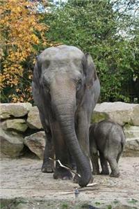 MindBlowing Elephant Journal 5