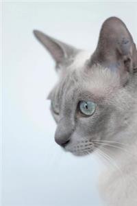 Tonkinese Cat Journal