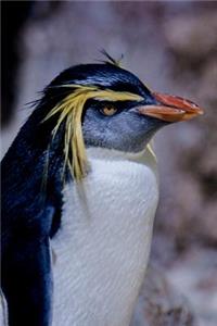 Rockhopper Penguin (Eudyptes Chrysocome) Journal: 150 Page Lined Notebook/Diary
