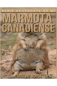 Marmota canadiense