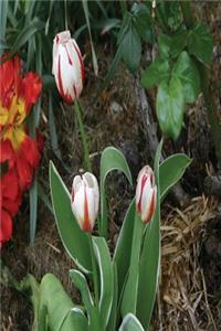 Floral Journal Tulips Garden