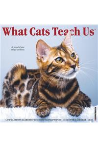 What Cats Teach Us 2020 Wall Calendar